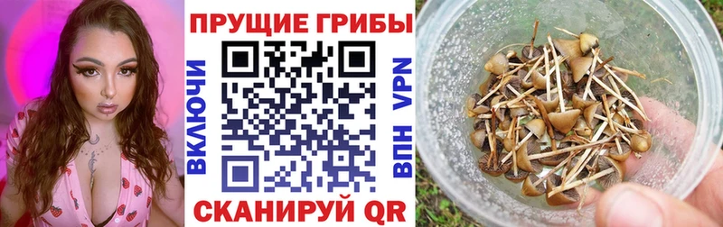 Галлюциногенные грибы ЛСД  KRAKEN ссылки  Далматово 